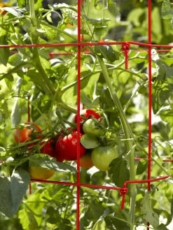 Tomato Cages, Set Of 4 -Garden Care Shop 34182 592