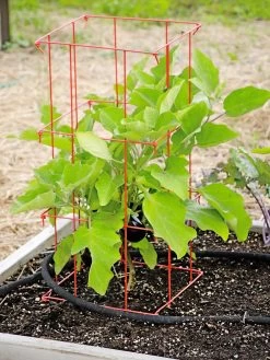 Pepper And Eggplant Cages, Set Of 3 9 Pepper And Eggplant Cages, Set Of 3 -Garden Care Shop 8587048 103 tif