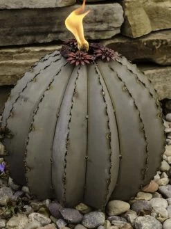 Desert Steel Golden Barrel Cactus Torches 7 Desert Steel Golden Barrel Cactus Torches -Garden Care Shop 8591454 01V tif