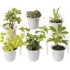 Low Light Terrarium Plant Collection, Set Of 6