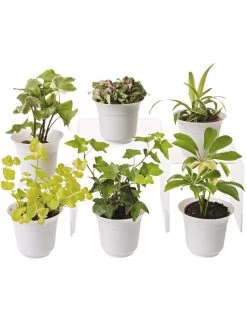 Low Light Terrarium Plant Collection, Set Of 6