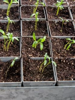 Seed Starting Mix, 9 Qts. -Garden Care Shop 8592212 6177