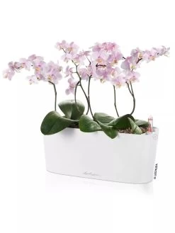 Lechuza® Delta Self-Watering Windowsill Planters -Garden Care Shop 8592361 02V tif