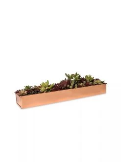 Rectangular Copper Plant Tray, 18"x4" 6 Rectangular Copper Plant Tray, 18"x4" -Garden Care Shop 8593532 2892 tif