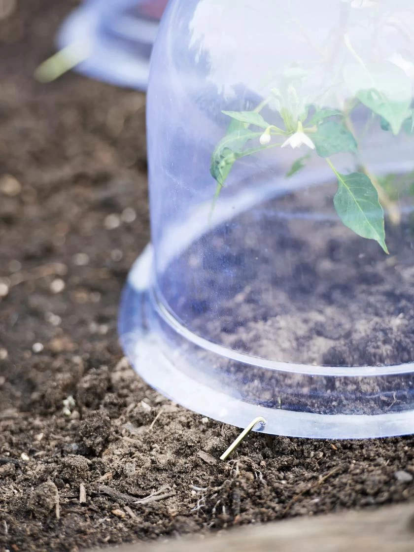 Medium Garden Cloches, Set Of 6 3 Medium Garden Cloches, Set Of 6 - Image 3