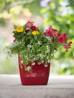 Viva Square Self-Watering Planter, 7" Diameter -Garden Care Shop 8595223 1111 tif