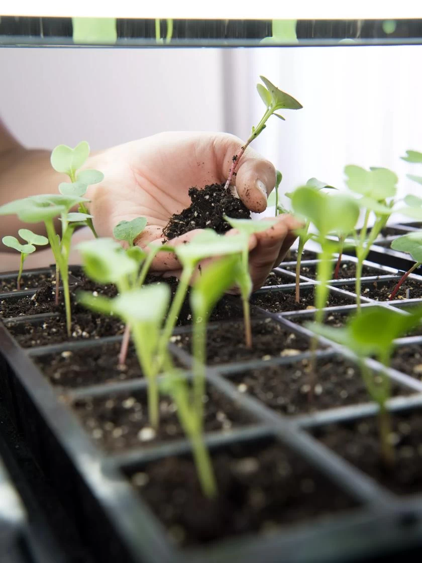 LED Stack-n-Grow Lights - Base Unit 4 LED Stack-n-Grow Lights - Base Unit - Image 4