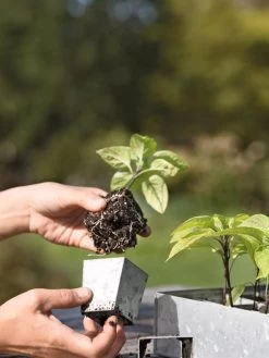 Galvanized Seed Starting Tray 7 Galvanized Seed Starting Tray -Garden Care Shop 8595893 4378 tif