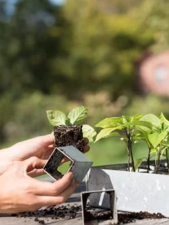 Galvanized Seed Starting Tray 6 Galvanized Seed Starting Tray -Garden Care Shop 8595893 4382 tif