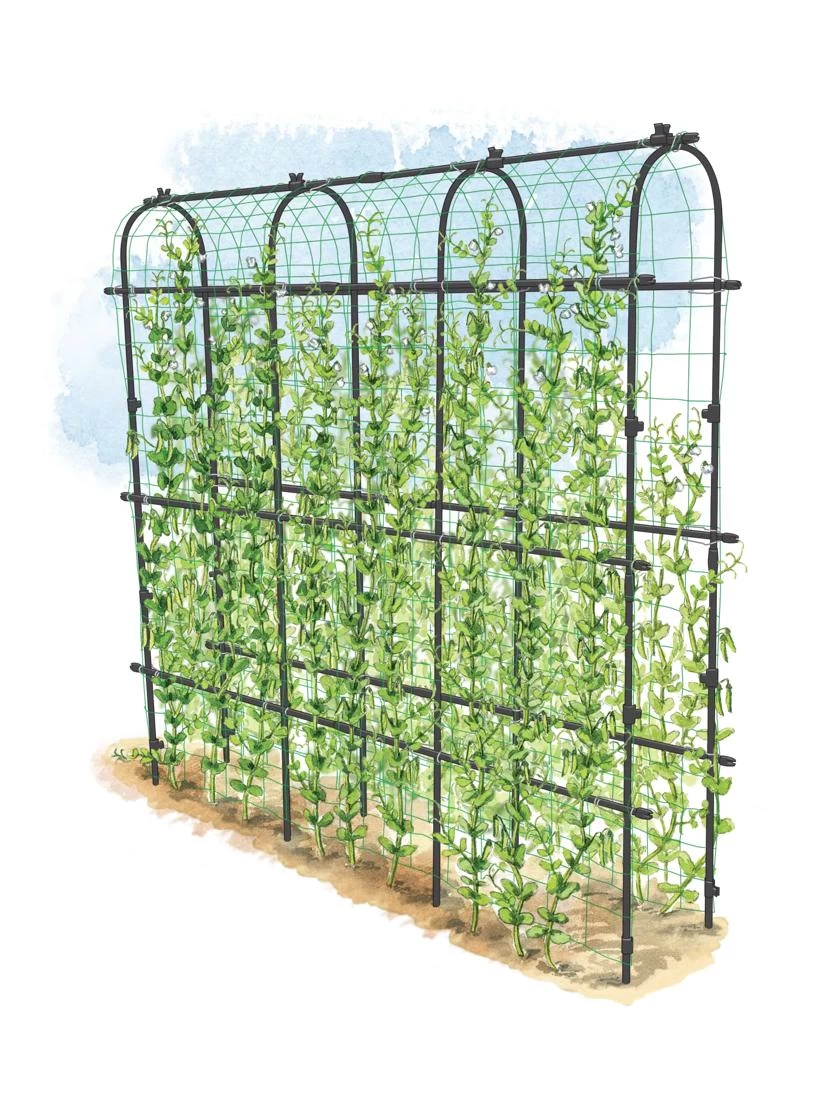 Titan Pea Tunnel 1 Titan Pea Tunnel