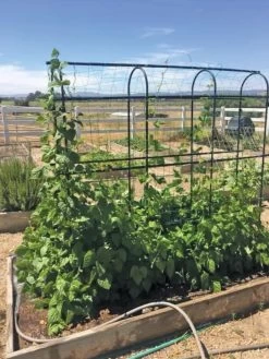 Titan Pea Tunnel 8 Titan Pea Tunnel -Garden Care Shop 8596275 01CUST tif