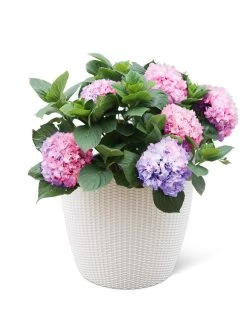 Weave Self-Watering Round Planter, 17" White 5 Weave Self-Watering Round Planter, 17" White -Garden Care Shop 8598372 3002 tif