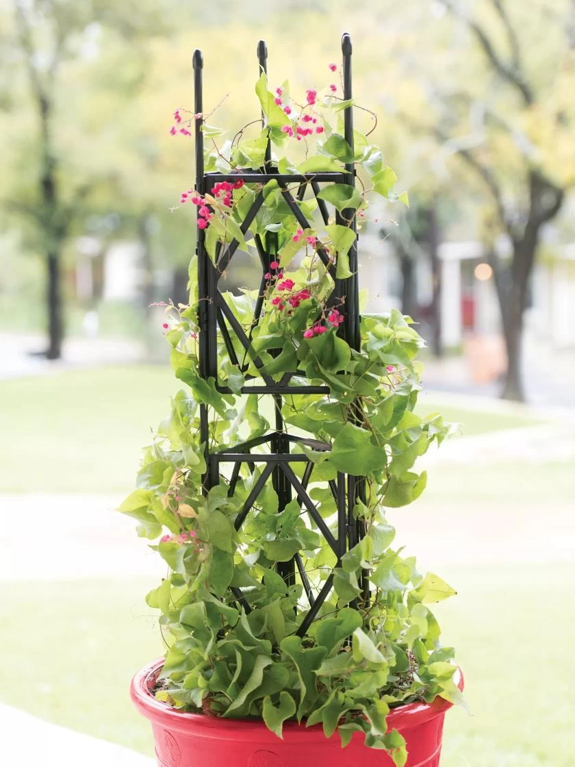 Diamond Trellis 1 Diamond Trellis