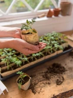 Paper Pots, 50 Cell -Garden Care Shop 8599830 0507 tif