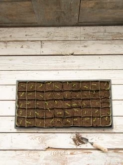 Paper Pots, 50 Cell -Garden Care Shop 8599830 18489 tif