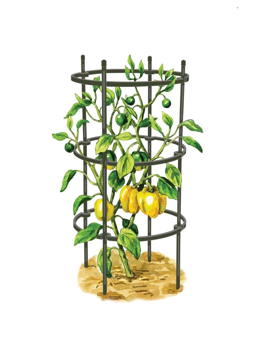 Titan Pepper Eggplant Cages, Set Of 3 1 Titan Pepper Eggplant Cages, Set Of 3