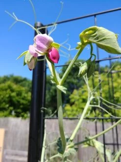 Gardener’s Victory Self-Watering Planter Garden With Vine Trellis 13 Gardener’s Victory Self-Watering Planter Garden With Vine Trellis -Garden Care Shop 8600177 6588 tif 1