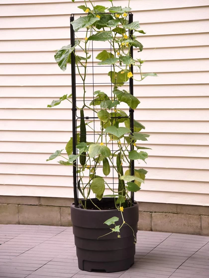 Gardener’s Victory Self-Watering Planter Garden With Vine Trellis 3 Gardener’s Victory Self-Watering Planter Garden With Vine Trellis - Image 3