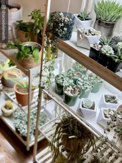 Oslo 2-Tier LED Grow Light Garden, 2 Fixtures -Garden Care Shop 8609221 02IN tif