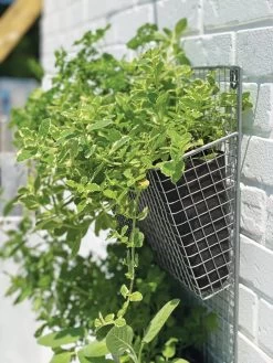 Wire Wall Pockets Vertical Gardens 8 Wire Wall Pockets Vertical Gardens -Garden Care Shop 8609429 9500 tif