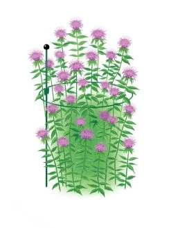 Best Seller -Garden Care Shop 8610383 Peacock15x30 tif