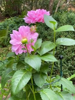 Best Seller 12 Peacock Classic Plant Support Rings 15", Set Of 2