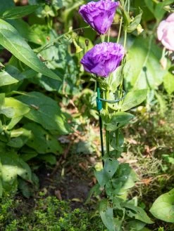 Best Seller 9 Peacock Mini Plant Support Rings 4", Set Of 2