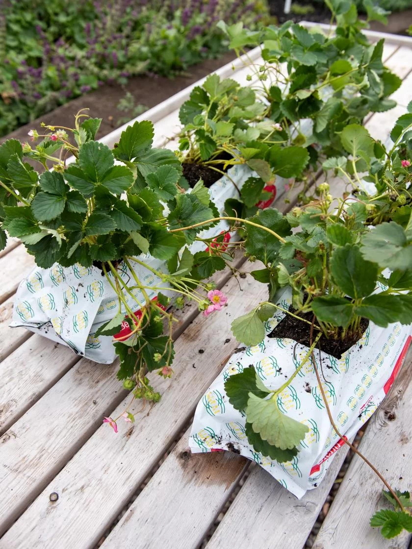 Berry Blend Coir Grow Bag, Set Of 2 2 Berry Blend Coir Grow Bag, Set Of 2 - Image 2