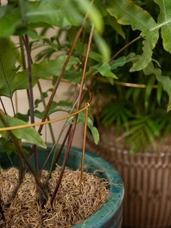 Brass Plated Grow Throughs, Set Of 2 9 Brass Plated Grow Throughs, Set Of 2 -Garden Care Shop 8612661 0043