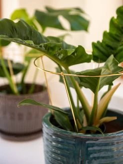 Brass Plated Grow Throughs, Set Of 2 8 Brass Plated Grow Throughs, Set Of 2 -Garden Care Shop 8612662 0047 brass plated grow throughs set of 2