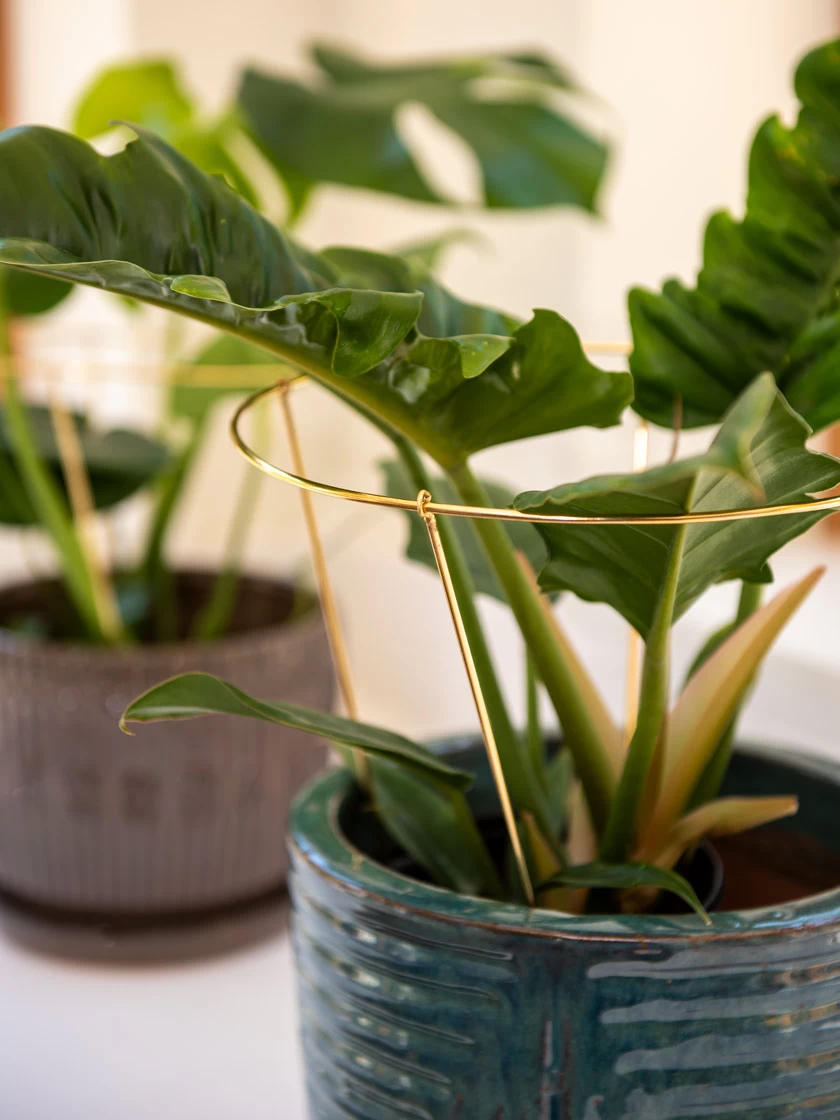 Brass Plated Grow Throughs, Set Of 2 3 Brass Plated Grow Throughs, Set Of 2 - Image 3