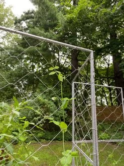 Chicken Wire Pea Trellis -Garden Care Shop 8612718 7302