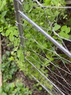 Chicken Wire Pea Trellis -Garden Care Shop 8612718 7312