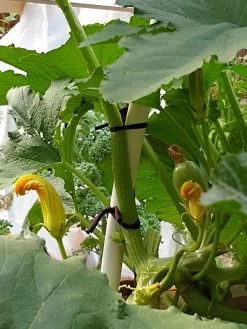 Farmyarn® Multipurpose Garden Tie, 2 Pack 15 Farmyarn® Multipurpose Garden Tie, 2 Pack -Garden Care Shop 8612948 01v