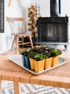 Gardener's Best® XL 6-Cell Planting Tray, Set Of 4 -Garden Care Shop 8613031 01IN cdt