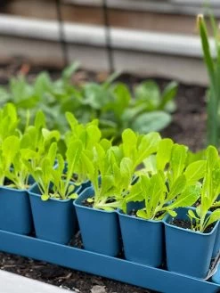 Gardener's Best® XL Seed Starting Kit -Garden Care Shop 8613066 01TEST