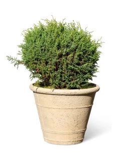 Self-Watering LavaStone® Anson Pot 12 Self-Watering LavaStone® Anson Pot -Garden Care Shop 8613255 0150