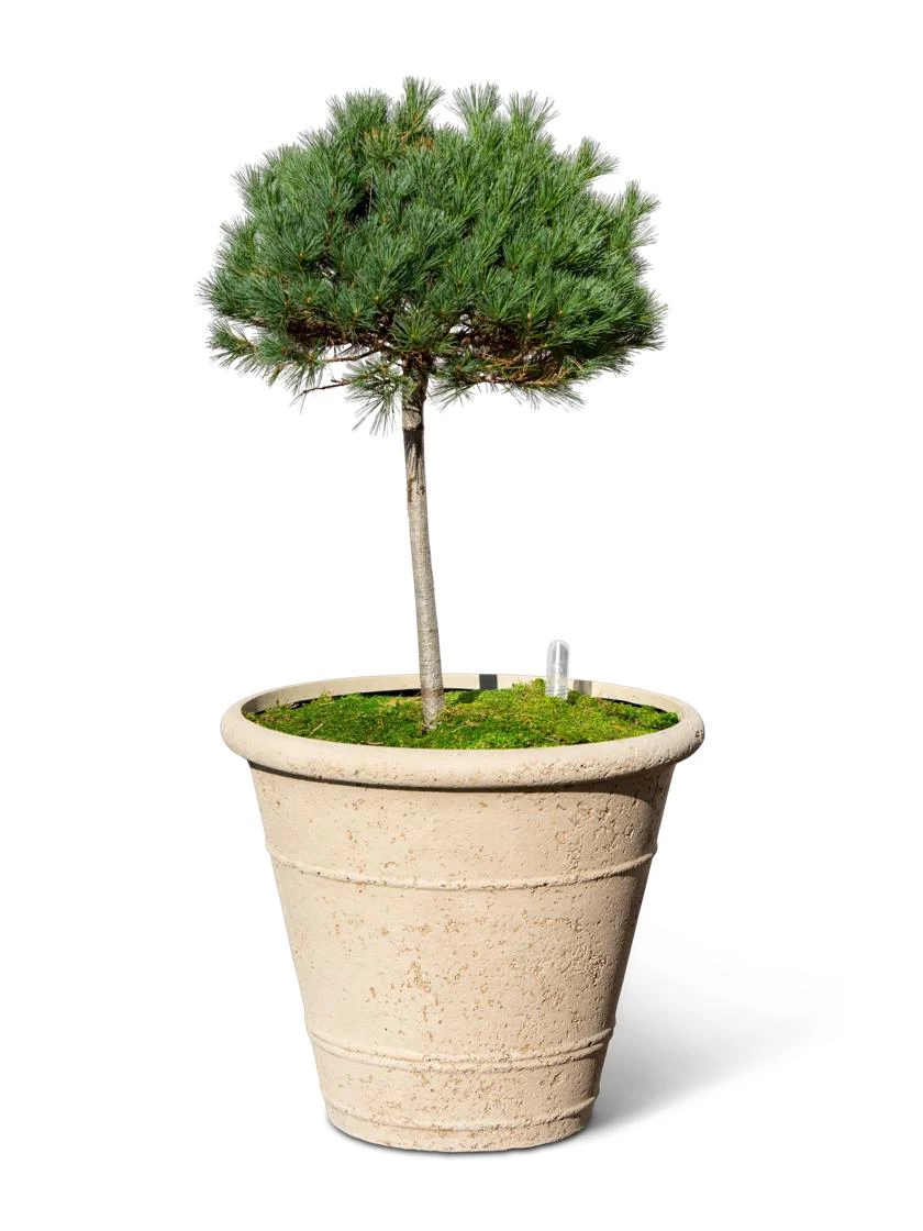 Self-Watering LavaStone® Anson Pot 4 Self-Watering LavaStone® Anson Pot - Image 4