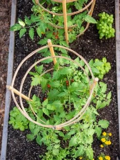 Bamboo Tomato Cages, Set Of 3 -Garden Care Shop 8613426 6921