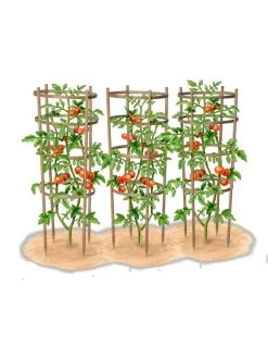 Bamboo Tomato Cages, Set Of 3 -Garden Care Shop 8613426 art