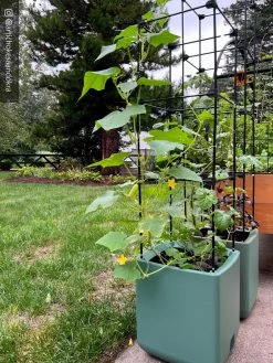 Oasis Self-Watering Tomato Planter With Trellis 17 Oasis Self-Watering Tomato Planter With Trellis -Garden Care Shop 8613440 02TEST