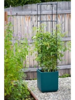 Oasis Self-Watering Tomato Planter With Trellis 13 Oasis Self-Watering Tomato Planter With Trellis -Garden Care Shop 8613440 0376 3 4 1