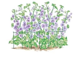 Curved Linking Stakes -Garden Care Shop GS35240 01S tif