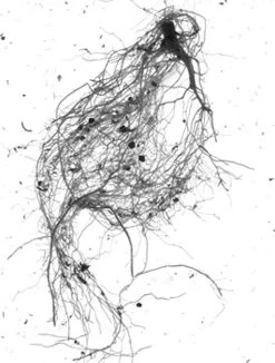 GrowLab® Compact 3-Tier Light Garden With Classroom Guide -Garden Care Shop gstrootscan 01