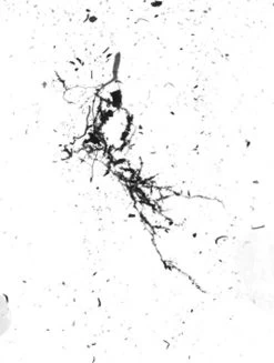 GrowLab® Compact 3-Tier Light Garden With Classroom Guide -Garden Care Shop gstrootscan 02